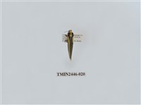 藏品(雙帶長苔蛾)的圖片